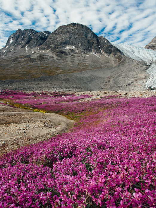 Blomster_storblomstret gederams_national blomst_01