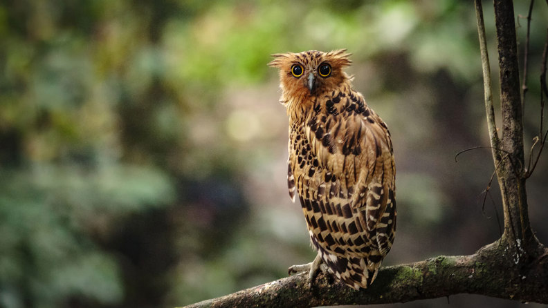 Buffy Fish Owl Danum Valley