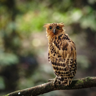 Buffy Fish Owl Danum Valley