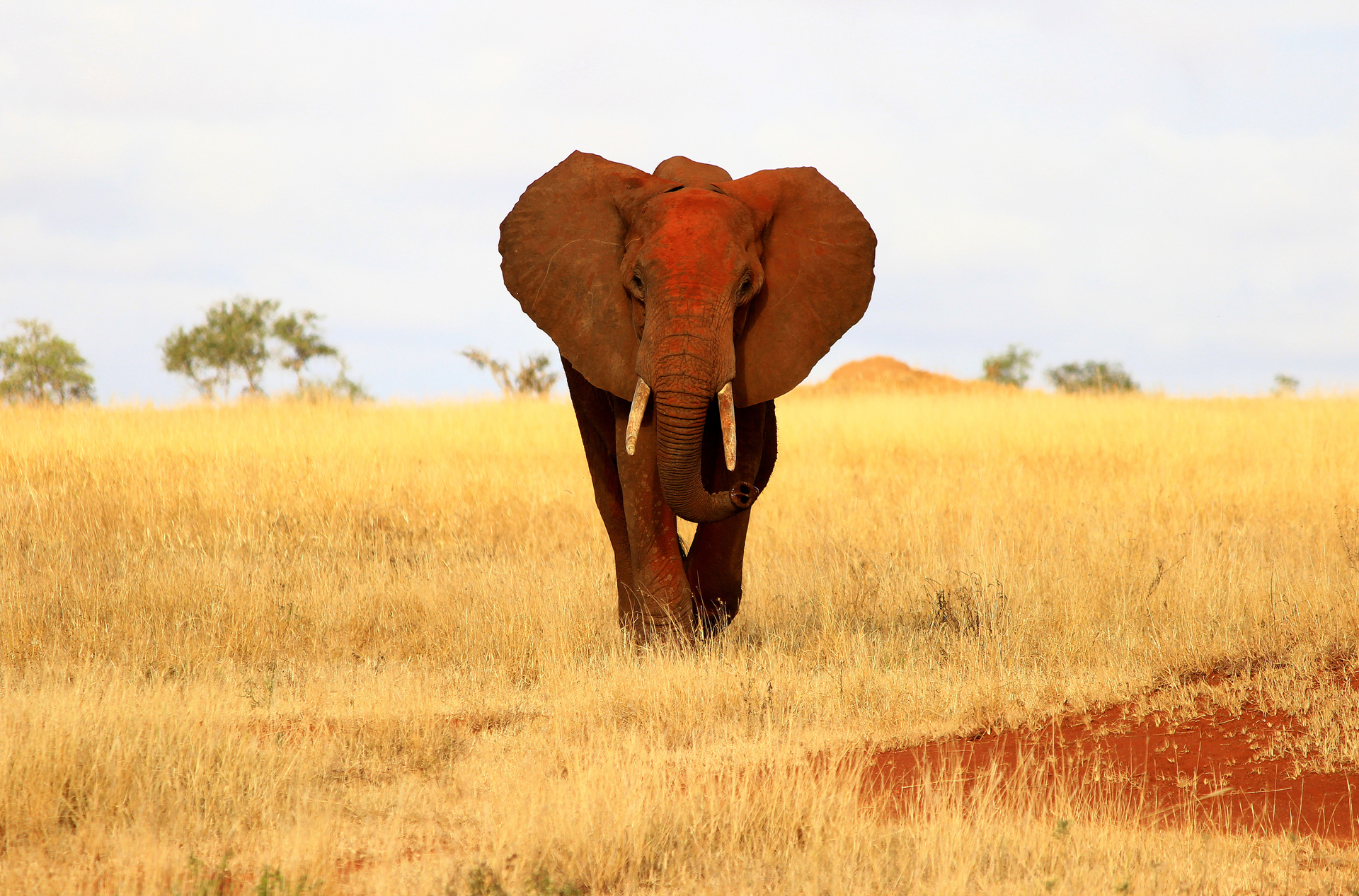 tsavo_elefant_01