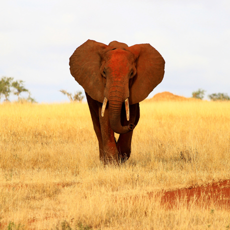 tsavo_elefant_01