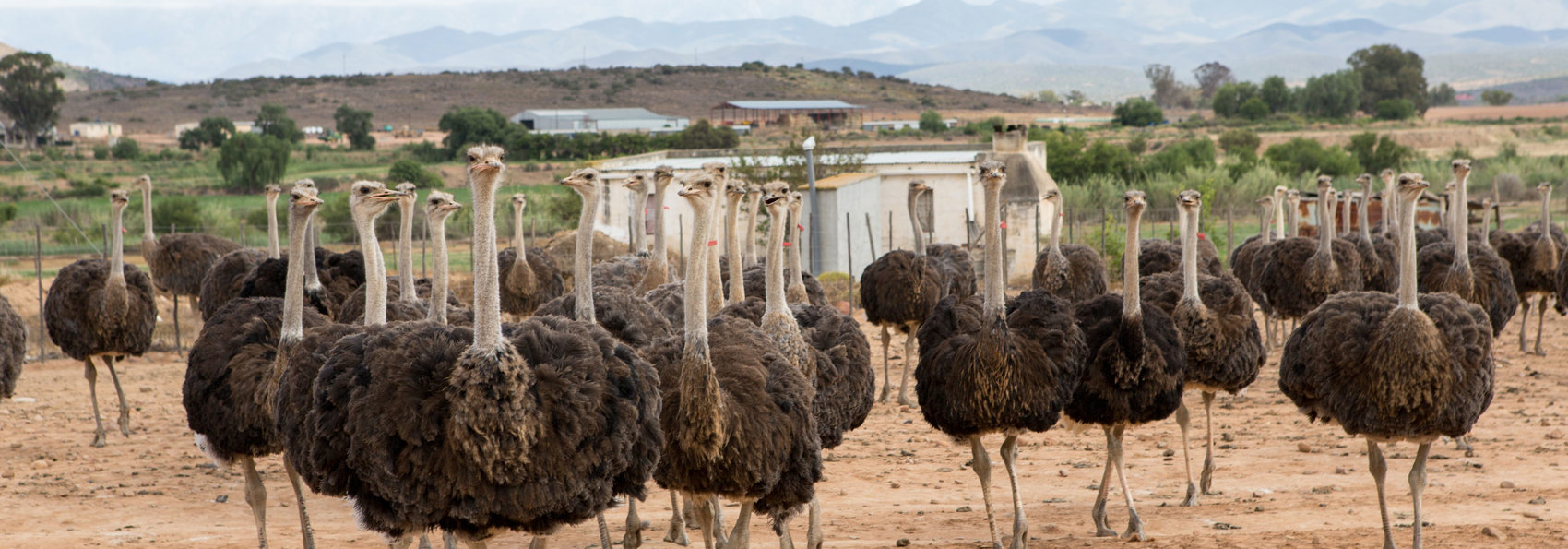 Oudtshoorn Strudsefarm