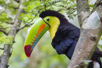 costa rica - tucan_02