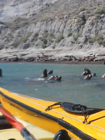 Puerto Madryn Kayaking With Sealions 02