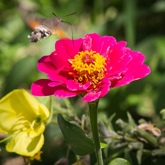 Chimgan Blomster