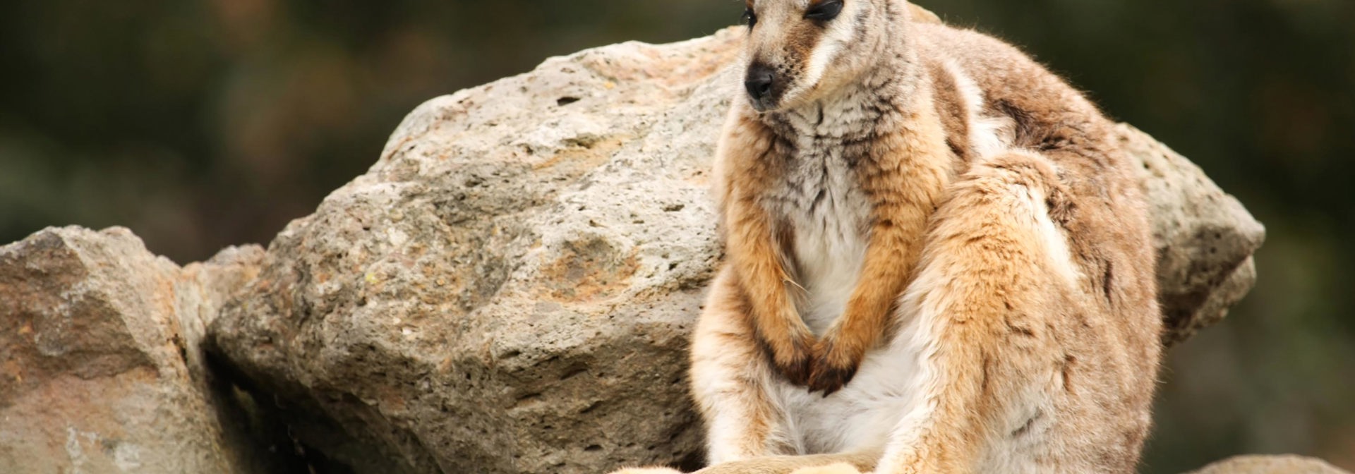 australien - grampians national park_kænguru_01