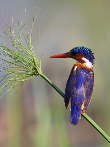African Malachite Kingfisher Chobe National Park