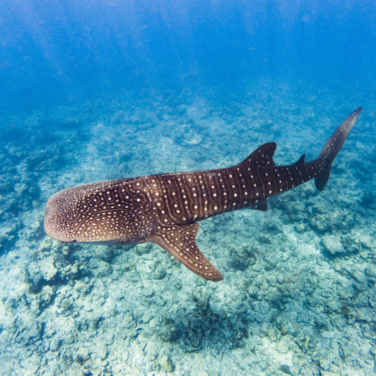 Hvalhaj Whale Shark Maldiverne 03