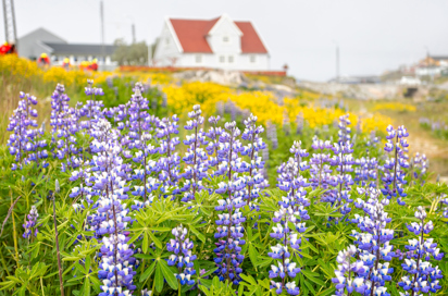 Qaqortoq Blomst 01