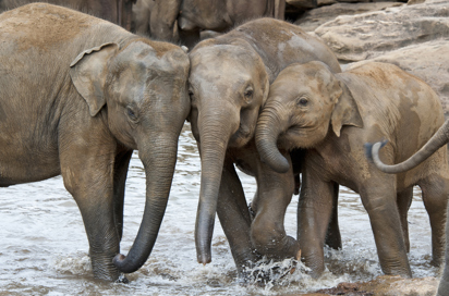 sri lanka - minneriya nationalpark_elefant_03