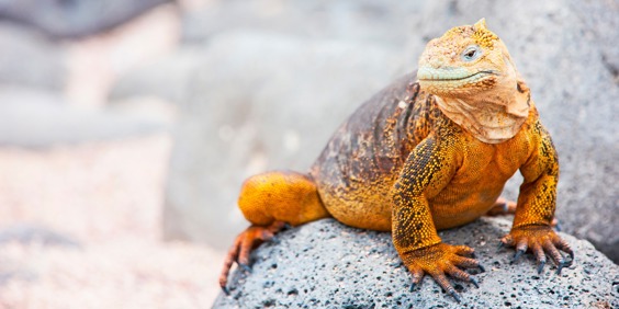 galapagos_leguan_19