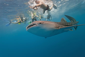 Hvalhaj Whale Shark Maldiverne 02