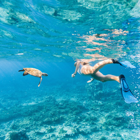 Snorkling Med Havskildpadde Maldiverne