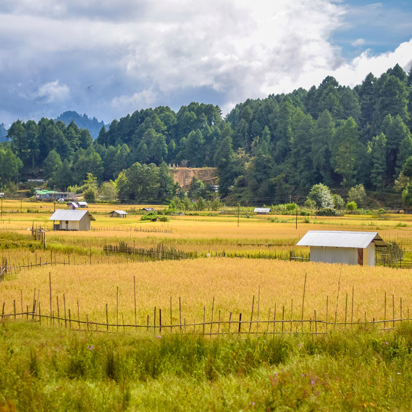 India Ziro Valley Paddy Fields