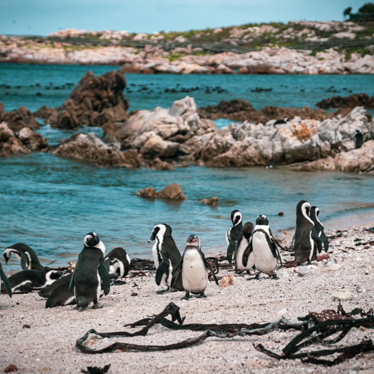 Hermanus Pingviner