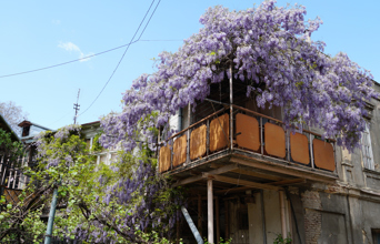 Blomster i Tbilisi