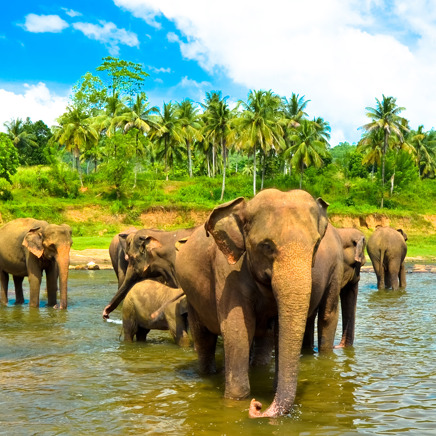 sri lanka - minneriya nationalpark_elefant_05