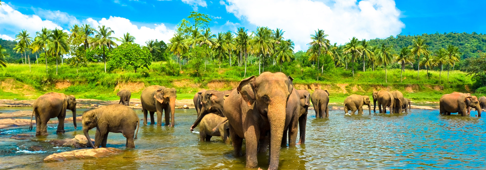 sri lanka - minneriya nationalpark_elefant_05