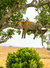 kenya_masai mara_leopard_01