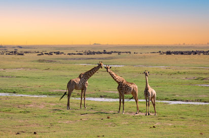 Giraf Chobe National Park