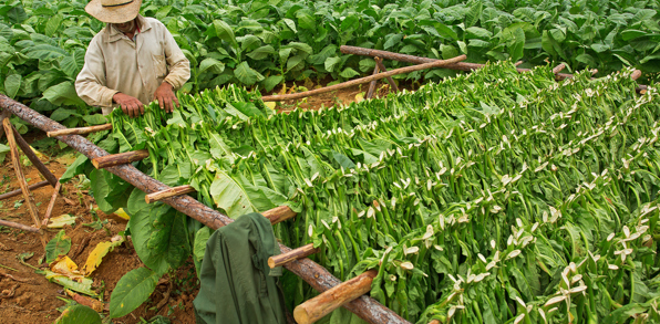 cuba - vinales tobaksmarker