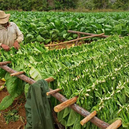 En lokal tobaksbonde i Viñales