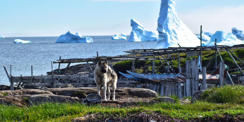 Qeqertarsuaq Slædehund 2507473737