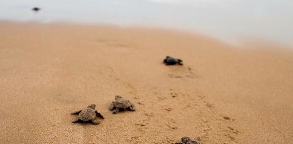 malaysia/borneo - selingan island_skildpadde_baby_02