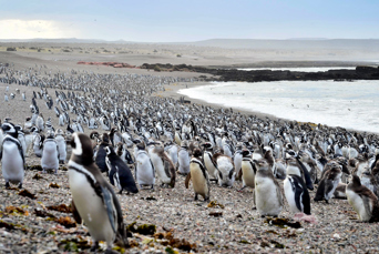 Puerto Madryn Punta Tombo Pingvin Koloni