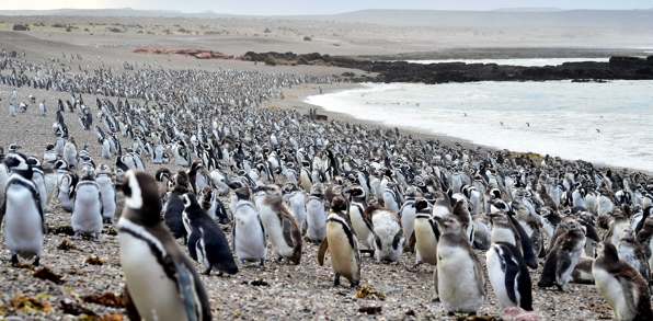 Puerto Madryn Punta Tombo Pingvin Koloni