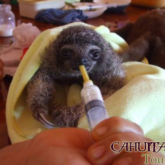 Sloth Sanctuary 04