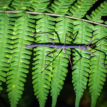 Monteverde By Night Insect