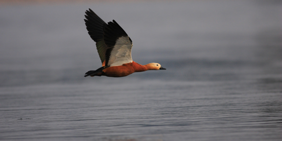 India Nameri National Park Ruddy Shelduck